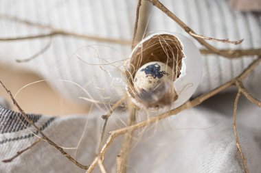 Yuvadaki bıldırcın yumurtası kırsal bej renginde tek renkli yumurtadan yapılır. Paskalya tatili dekorasyonu 