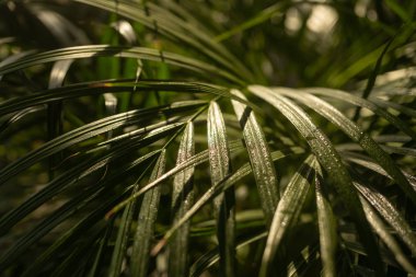ev yapımı palmiye ağacı dalı. Arka planda güneş ışığı var.