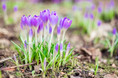  Early spring first flowers blooming. Violet crocus flowers close up macro on green background.