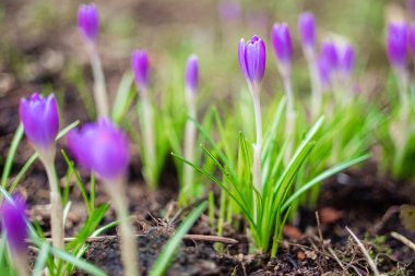  Early spring first flowers blooming. Violet crocus flowers close up macro on green background.