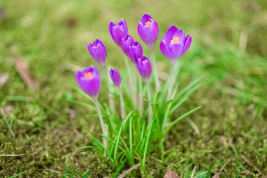 Mor örgü çiçekleri yeşil arka planda makroyu kapatır. İlkbaharın başlarında açan ilk çiçekler