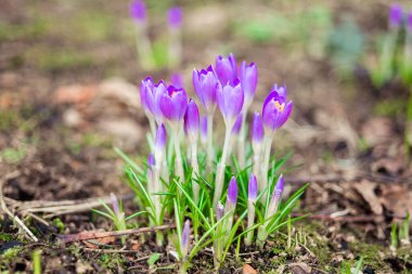 Mor örgü çiçekleri yeşil arka planda makroyu kapatır. İlkbaharın başlarında açan ilk çiçekler