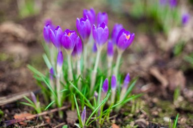 Mor örgü çiçekleri yeşil arka planda makroyu kapatır. İlkbaharın başlarında açan ilk çiçekler