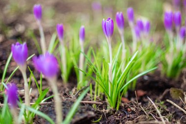 Mor örgü çiçekleri yeşil arka planda makroyu kapatır. İlkbaharın başlarında açan ilk çiçekler