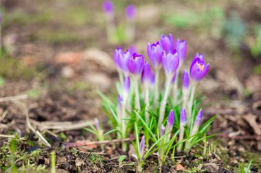  Early spring first flowers blooming. Violet crocus flowers close up macro on green background.