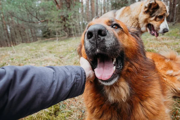 Retrato de cão grande com mão de mulher. estilo de vida. brincando com o grande cão de perto . — Fotografia de Stock