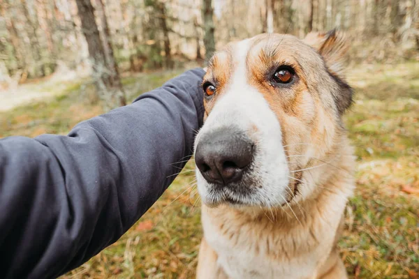 Big dog portrait with womans hand. lifestyle. playing with big dog close up.