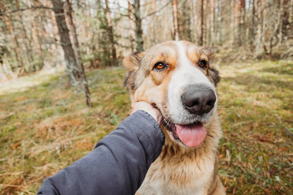 Retrato de cão grande com mão de mulher. estilo de vida. brincando com o grande cão de perto . — Fotografia de Stock