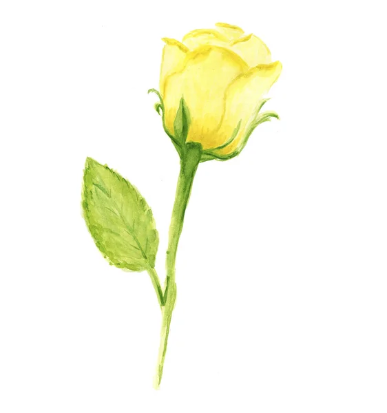 黄色いバラ。水彩画、デザイン要素の分離 — ストック写真