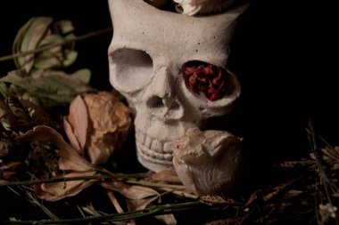 İnsan kafatası Kuru çiçekler arasında. Vanitas fotoğraf