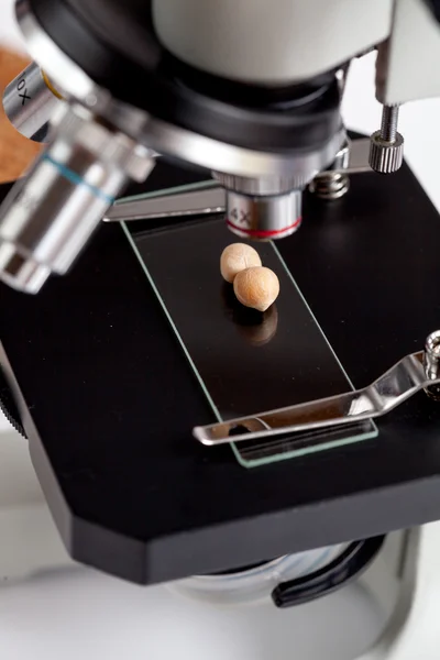 chick-pea on microscope slide in food laboratory