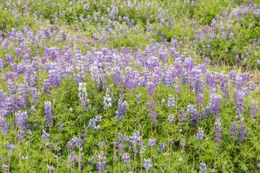 Çiçek açan güzel görüş-in yeşil alan, İzlanda, Europe