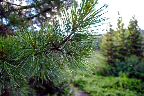 Zomer berglandschap. Uitzicht op de heuvels en de weiden op Lake Baikal, Rusland — Stockfoto