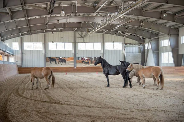 Horses walking in barn — Stock Photo, Image