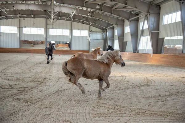 Horses running in barn — Stock Photo, Image