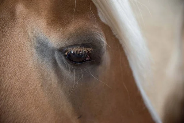 Horse sad eye