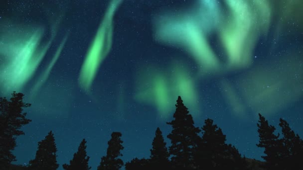 北极星北极星在森林天体摄影上的飞行时间 模拟北极光 — 图库视频影像