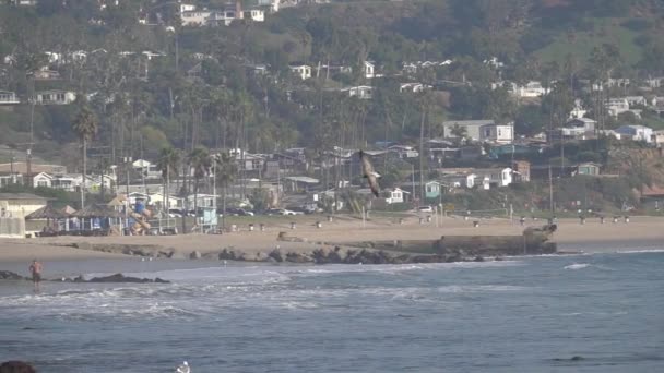 Måsen 240Fps Slow Motion Flyger Över Santa Monica Beach Kalifornien — Stockvideo