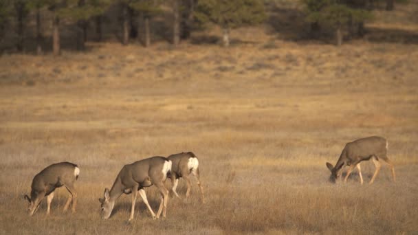 布莱斯峡谷国家公园美丽鹿群的风景画 — 图库视频影像