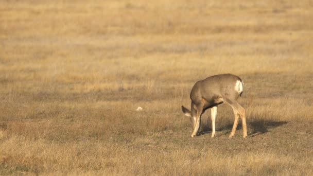 Images Panoramiques Beaux Cerfs Dans Parc National Canyon Bryce — Video