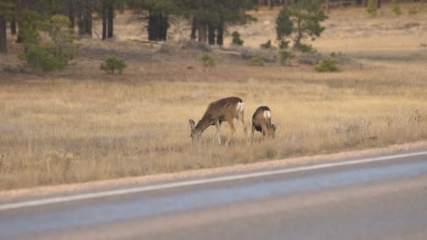 Images Panoramiques Beaux Cerfs Dans Parc National Canyon Bryce — Video