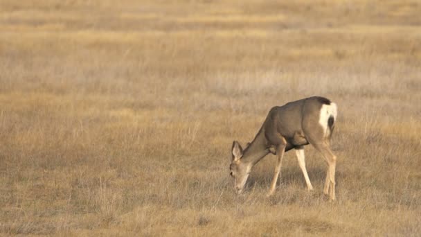 布莱斯峡谷国家公园美丽鹿群的风景画 — 图库视频影像