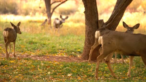 Capitol Reef National Park Mule Deers Otoño Follaje Fruita Utah — Vídeo de stock