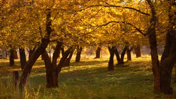 キャピトルリーフ国立公園ミュールディア秋の紅葉 Fruita Utah — ストック動画