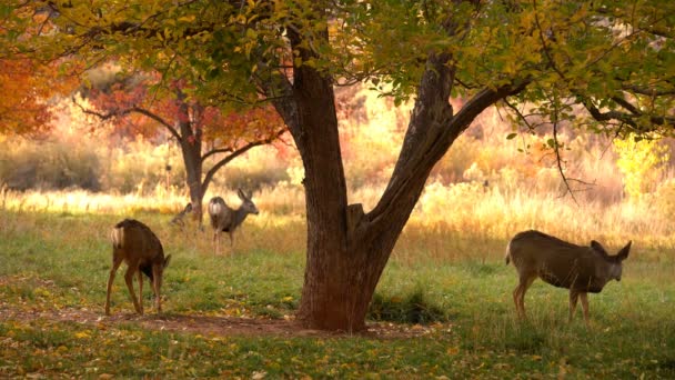 Национальный Парк Капитолийский Риф Mule Deers Autumn Foliage Fruita Utah — стоковое видео