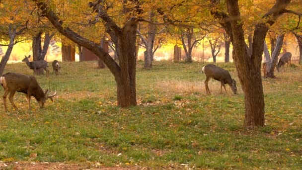 Capitol Reef National Park Mule Deers Autumn Laub Fruita Utah — Stockvideo