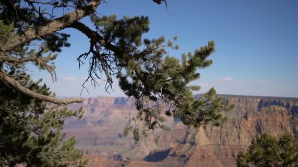 Büyük Kanyon Güney Çam Ağaçları — Stok video