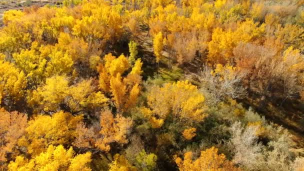 Folhagem Outono Cottonwoods Floresta Voa Sobre Tiro Aéreo — Vídeo de Stock