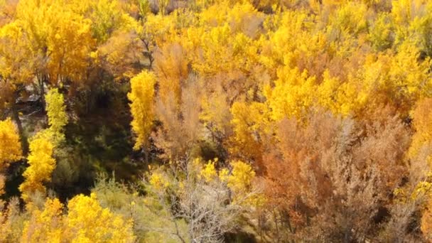 Осінь Foliage Бавовняні Ліси Літати Над Повітряним Пострілом — стокове відео