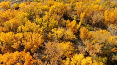Colorado Nehri 'nin yukarısında Büyük Kanyon Sonbahar Yeşilleri Utah Havalimanı