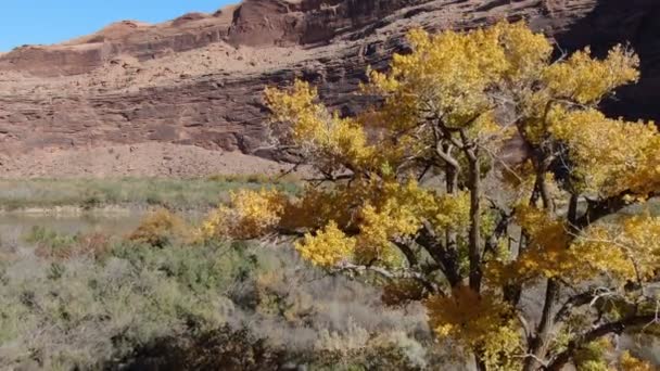 Gran Cañón Río Arriba Colorado River Autumn Foliage Aerial Utah — Vídeos de Stock
