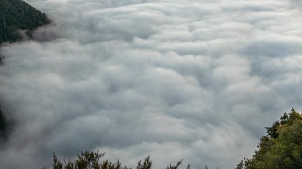 加利福尼亚的云海 在深林时间流逝之上的云海 — 图库视频影像