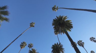 Mavi Gökteki Palmiye Ağaçları Düşük Açı