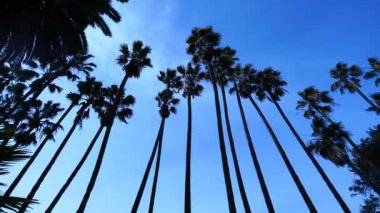 Mavi Gökteki Palmiye Ağaçları