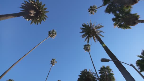 Пальмы Голубом Небе — стоковое видео