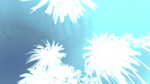 青い背景のヤシの木シルエット — ストック動画