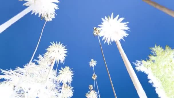 Palm Trees Μετακίνηση Σιλουέτες Μπλε Φόντο — Αρχείο Βίντεο