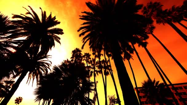 Palm Trees Silhouettes Sunset Sky — Stock Video