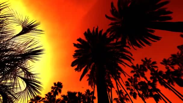 Palm Trees Silhouettes Sunset Sky — Stock Video