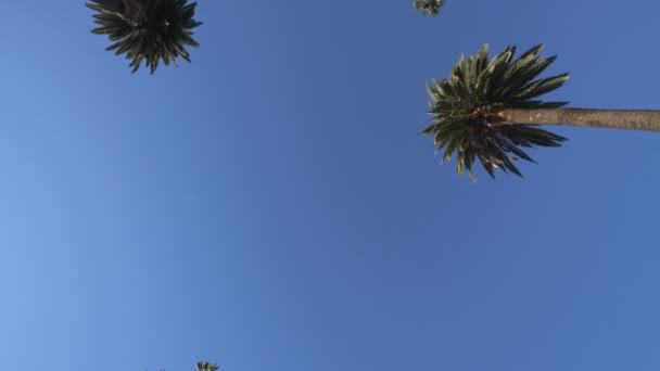 Палм Дерева Водіння Плити Вид Зверху Відображення Вікон — стокове відео