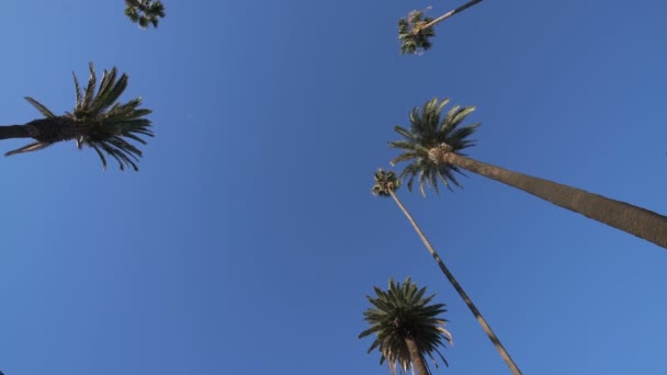 Palmer Blå Himmel Låg Vinkel — Stockvideo