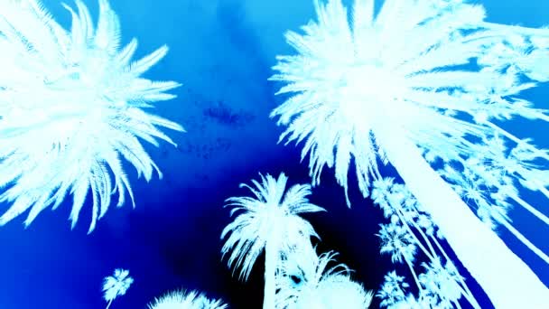 Palmbomen Silhouetten Blauwe Achtergrond — Stockvideo