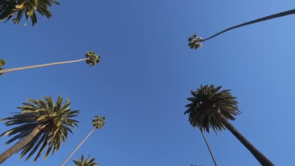 Пальмовые Деревья Вид Сверху Стеклоподъемники — стоковое видео