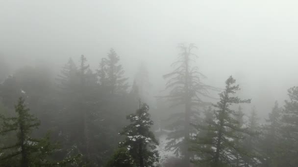 美国加利福尼亚州白雪覆盖山中的雾雾林空中射击 — 图库视频影像
