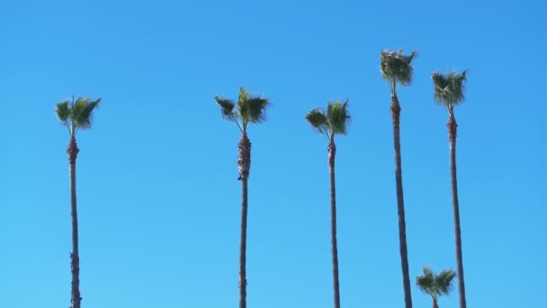 Mavi Gökteki Palmiye Ağaçları — Stok video