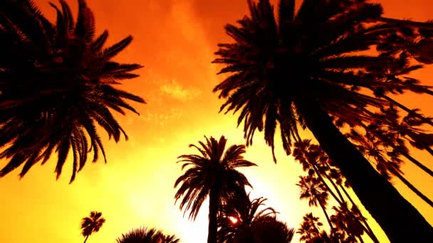 Σιλουέτες Palm Trees Στο Sunset Sky — Αρχείο Βίντεο